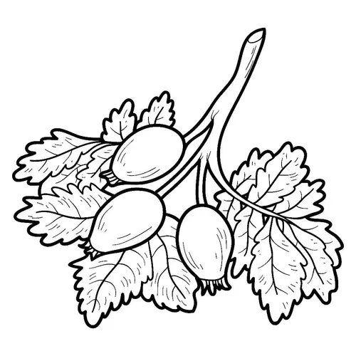 Раскраска шиповник